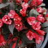 Weigela X Date Night Electric Love Weigela