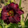Hemerocallis X Black Velvet Baby Daylily
