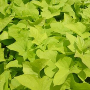 Ipomoea batatas Marguerite Sweet Potato Vine