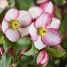 Helleborus X Glandorfensis HCG Ice N' Roses Rosado Lenten Rose