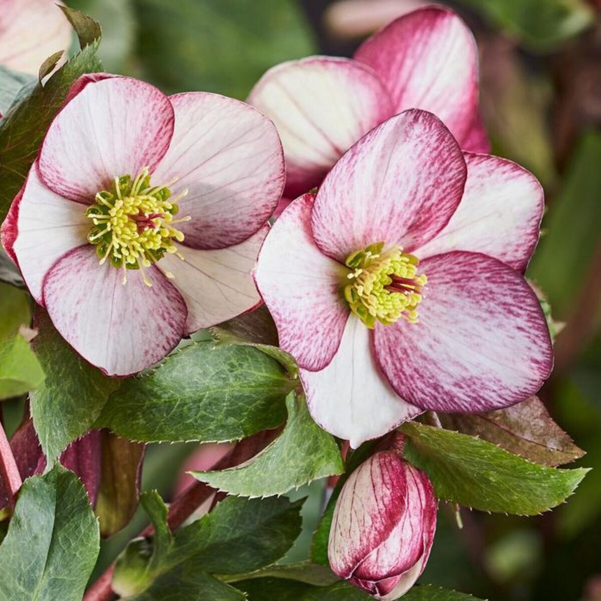 Helleborus X Glandorfensis HCG Ice N' Roses Rosado Lenten Rose | SiteOne US