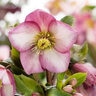 Helleborus X Glandorfensis HGC Ice N Roses Rose Lenten Rose