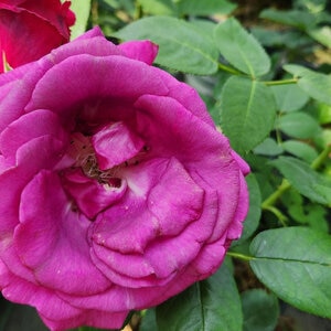 Rosa X Brindabella Purple Prince Gardeners Confidence Rose 3 gal. Container
