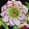 Helleborus X Winter Jewels Fire and Ice Lenten Rose
