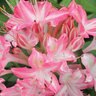 Rhododendron Viscosum Westons Ribbon Candy Swamp Azalea