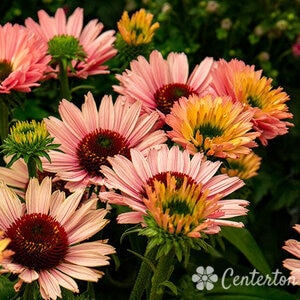 Echinacea X SunSeekers Salmon Coneflower