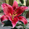 Lilium X Love Story Oriental Lily