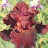 Iris X Raptor Red Tall Bearded Iris