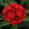 Dianthus Chinensis X Barbatus Scarlet Sweet William
