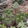 Euphorbia Horrida f. Monstrosa African Milk Barrel
