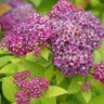Spiraea X Double Play Dolly Spirea