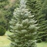 Abies Koreana Korean Fir