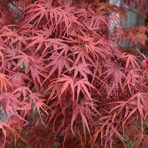 Acer Palmatum Beni Otake Japanese Maple