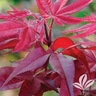 Acer Palmatum Hefner's Red Japanese Maple