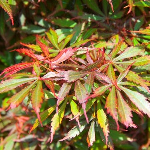 Acer Palmatum Jerre Schwartz Japanese Maple