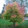 Acer Triflorum Three Flowered Maple
