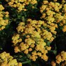 Achillea Millefolium Milly Rock Yellow Terracota Yarrow