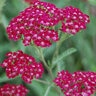 Achillea Millefolium Summerwine Yarrow