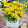 Achillea Tomentosa Golden Fleece Woolly Yarrow