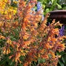 Agastache Aurantiaca Coronado Hyssop