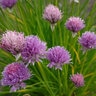 Allium Schoenoprasum Ornamental One Purple One Ornamental Onion