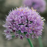 Allium Senescens Blue Eddy German Garlic