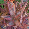 Aloe Pink Blush Aloe