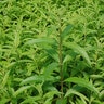 Aloysia Triphylla Lemon Verbena