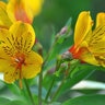 Alstroemeria Aurea Peruvian Lily