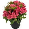 Alstroemeria X Inca Candy Peruvian Lily