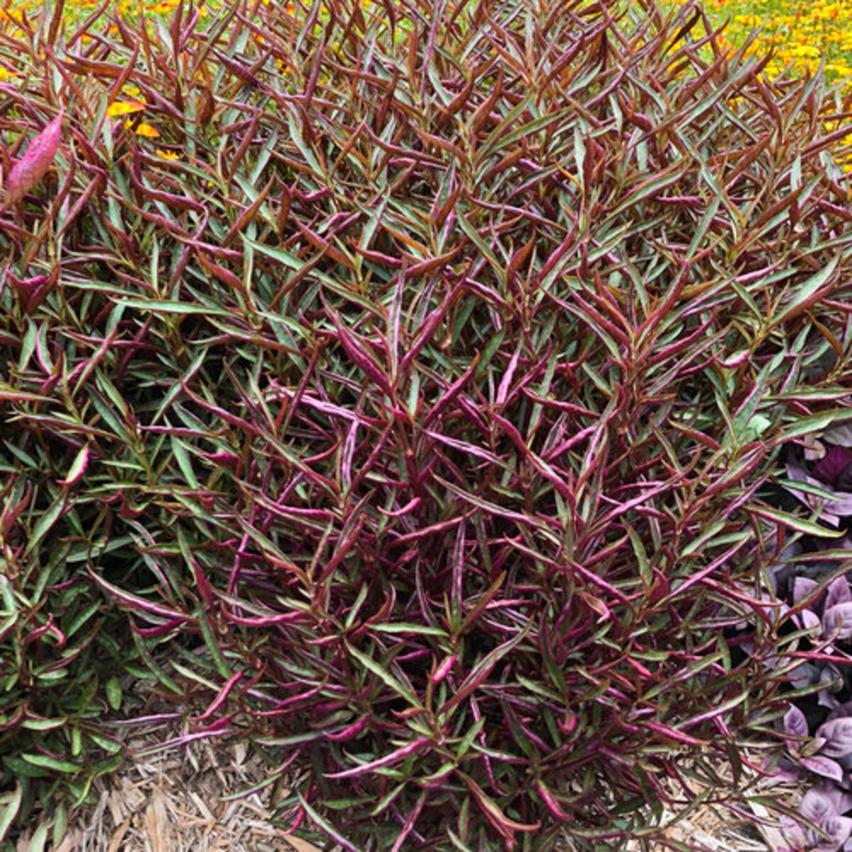 Alternanthera Ficoidea Purple Threadleaf Josephs Coat | SiteOne US