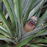 Ananas Comosus Pineapple