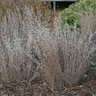 Andropogon Ternarius Black Mountain Big Bluestem