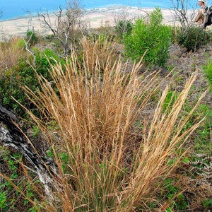 Andropogon Virginicus Broomsedge Bluestem