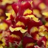 Antirrhinum Majus Red Bicolor Snapdragon