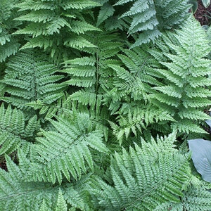 Arachniodes Simplicior Variegata Variegated East Indian Holly Fern 1 gal. Container