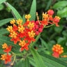 Asclepias Curassavica Silky Mix Milkweed