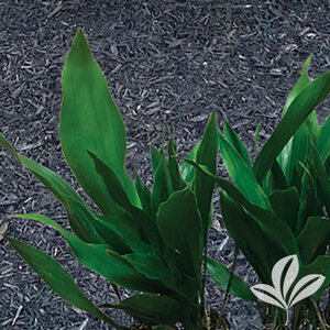 Aspidistra Elatior Tiny Tank Dwarf Cast Iron