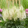 Astilbe Chinensis Lowlands White Chinese Astilbe