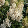 Astilbe X Arendsii Diamond Astilbe