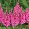 Astilbe X Arendsii You and Me Always Astilbe