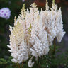 Astilbe X Arendsii You and Me Together Astilbe