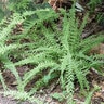 Athyrium Filix-Femina Victoriae Lady Fern