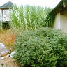 Berberis X Mentorensis Mentor Barberry