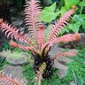 Blechnum Brasiliense Brazilian Tree Fern