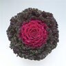 Brassica Oleracea Crystal Deep Red Ornamental Kale
