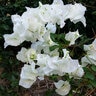 Bougainvillea X Buttiana Jamaica White Bougainvillea