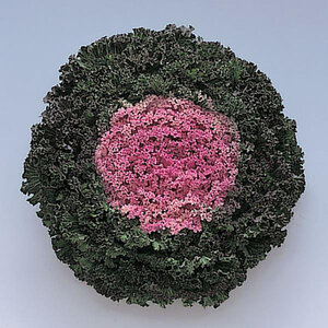Brassica Oleracea Kamome Pink Ornamental Kale