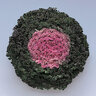 Brassica Oleracea Kamome Pink Ornamental Kale