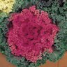 Brassica Oleracea Nagoya Rose Ornamental Kale